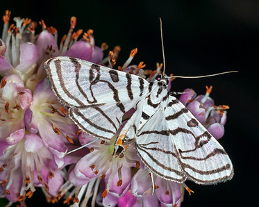 photographing butterflies and moths, Photo by Instructor Karen Campbell