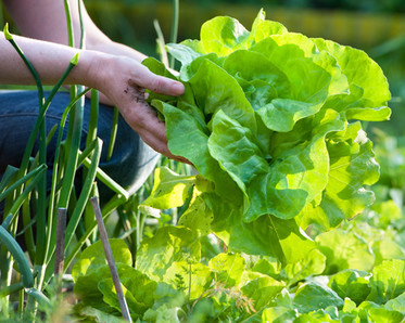growing edibles in a garden, photo by alexander raths/Shutterstock