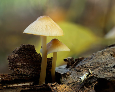photographing mushrooms, Photo by Instructor Karen Campbell