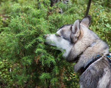dog smelling a tree, photo by antonshelckovich/Shutterstock