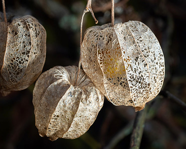 photographing seeds and fruits, Photo by Instructor Karen Campbell