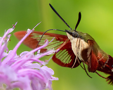 World of Pollinators, Photo by Instructor Karen Campbell