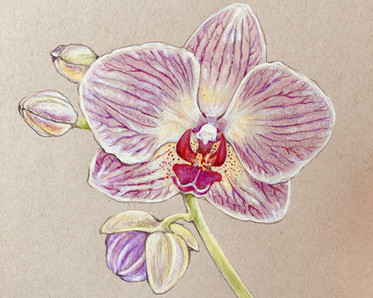 drawing of orchid by Instructor Aryn Lill