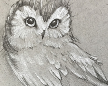 Owl drawing by Instructor Aryn Lill