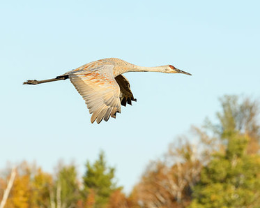 Sandhill crane, photo by Instructor Don Tredinnick
