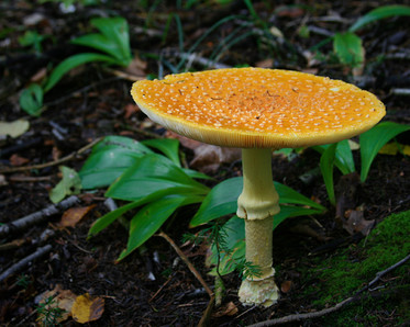 Mushroom walk, photo by franklinkrebs/Shutterstock