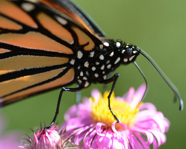 monarch on flower, photo by Jill Bierbaum Rice, APS