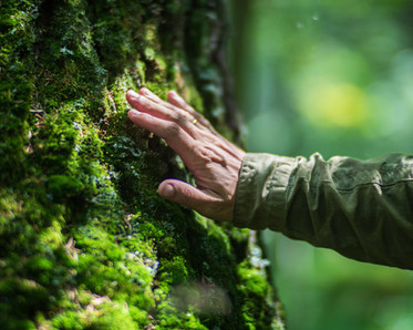 hand touching mossy tree, photo by shaplovevgeny/shutterstock
