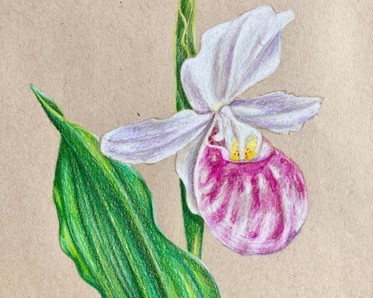 colored pencil drawing of lady slipper flower