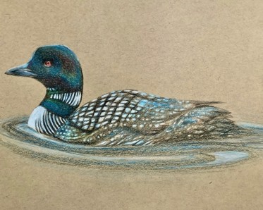 pencil drawing of loon 