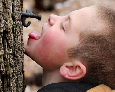 Child tasting maple syrup from tree