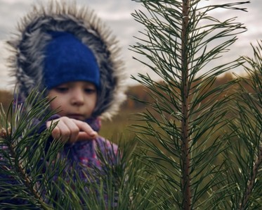 Child touching an evergreen tree 