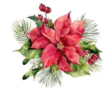 colored pencil drawing of pointsettia