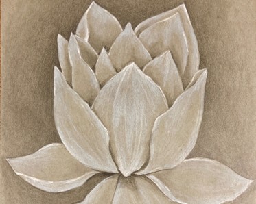 pencil drawing of water lily