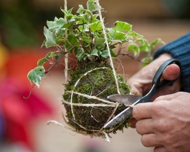 hands creating a kokedama moss ball with plant