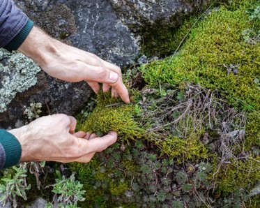 hands looking at lichen on tree