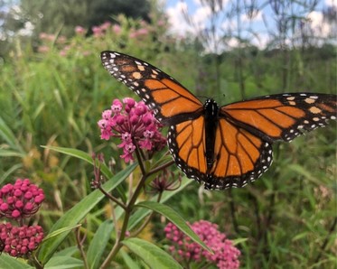 Monarch with pollinator flower in meadow