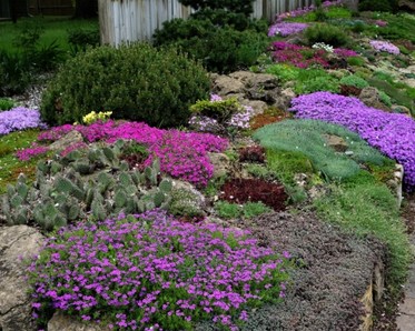 purple flowers, green plants and rocks in garden
