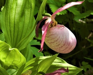 Pink ladyslipper orchid with green leaves