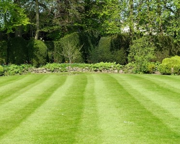 green lawn with trees in background