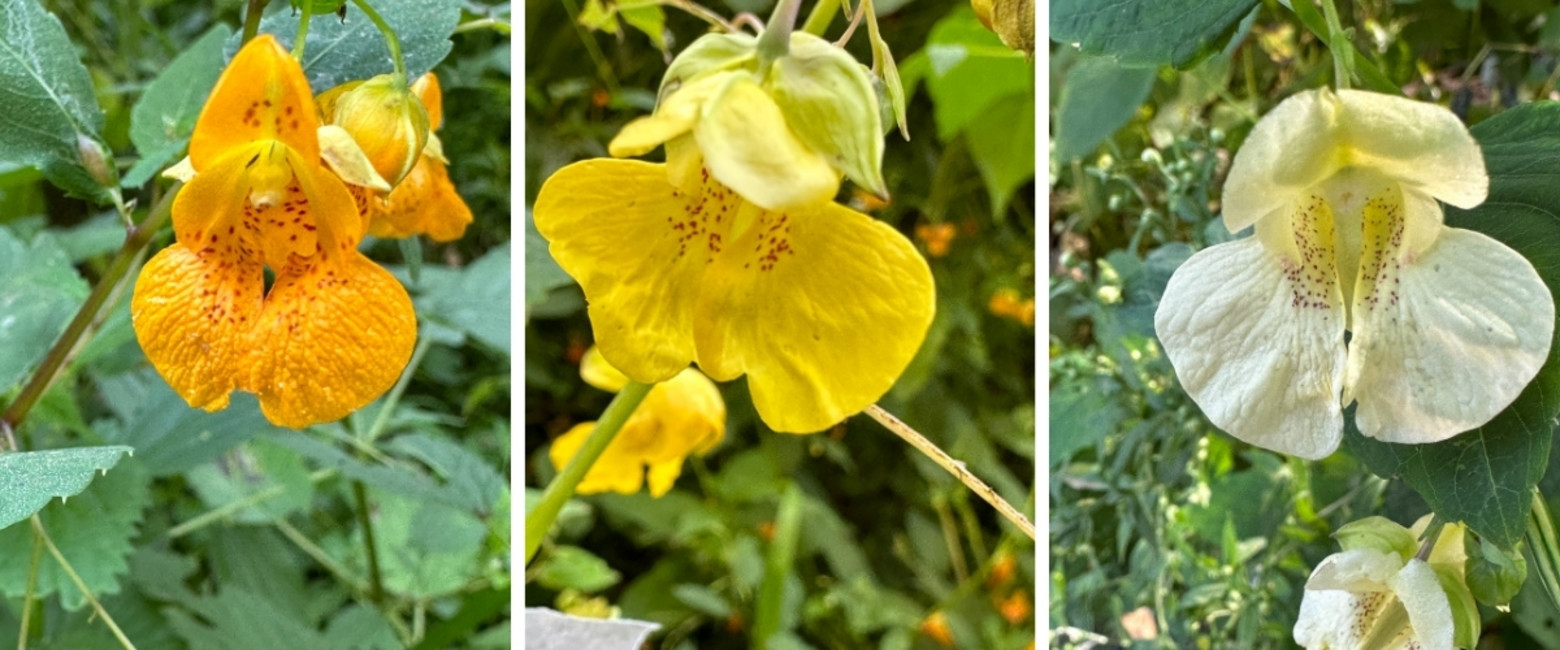 Trio of colorful jewelweed