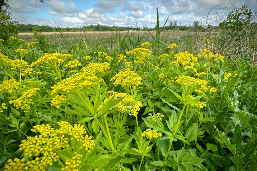Yellow golden Alexander plant in a wetland.