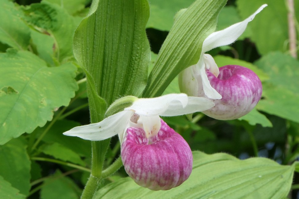 Pink and white ladyslipper