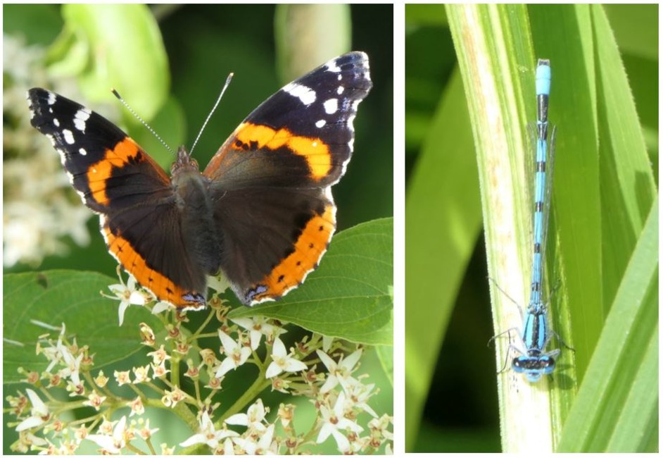 Red admiral butterfly and blue damselfly