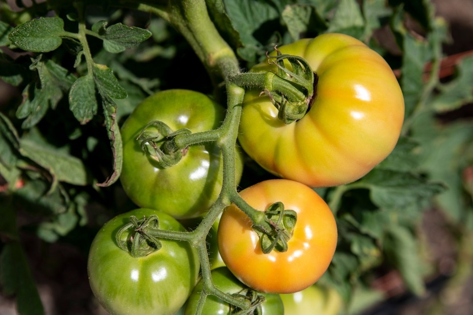 Green tomatoes on a vine
