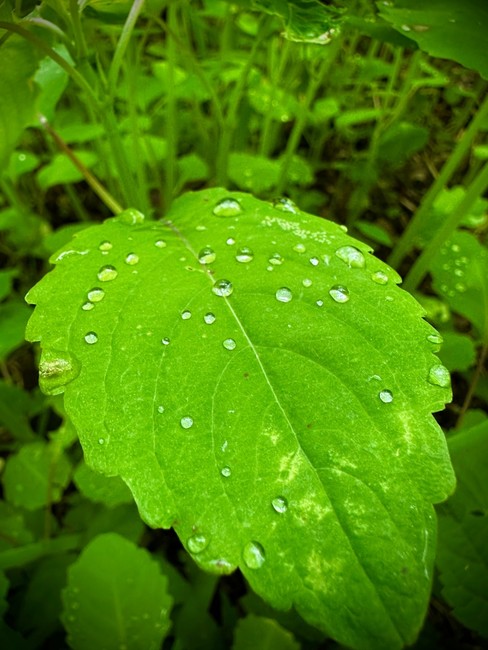 Jewelweed with rain drops