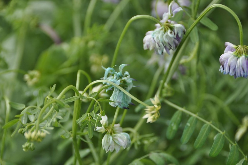 Crown vetch treatment