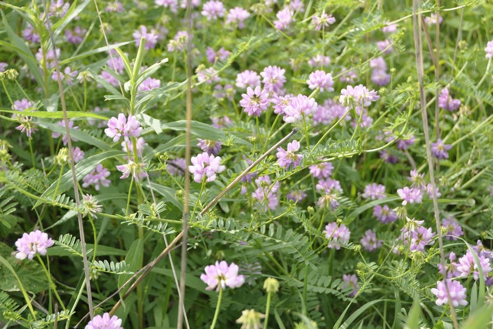 Purple crown vetch