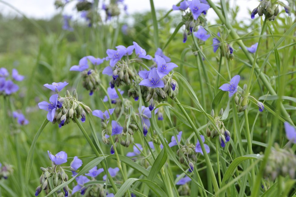 Ohio spiderwort flowers