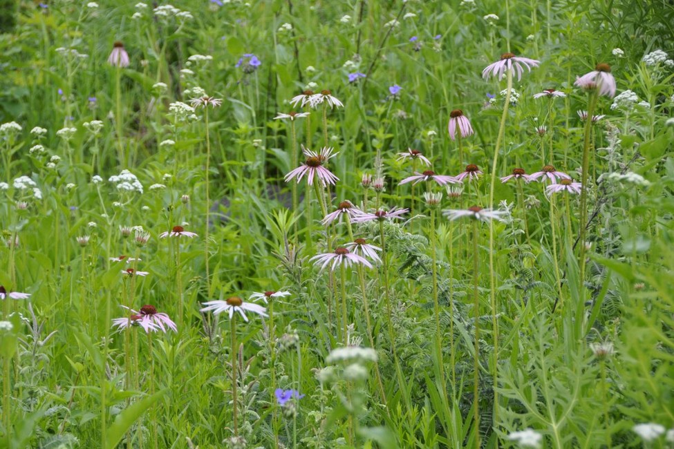 Purple prairie coneflowers