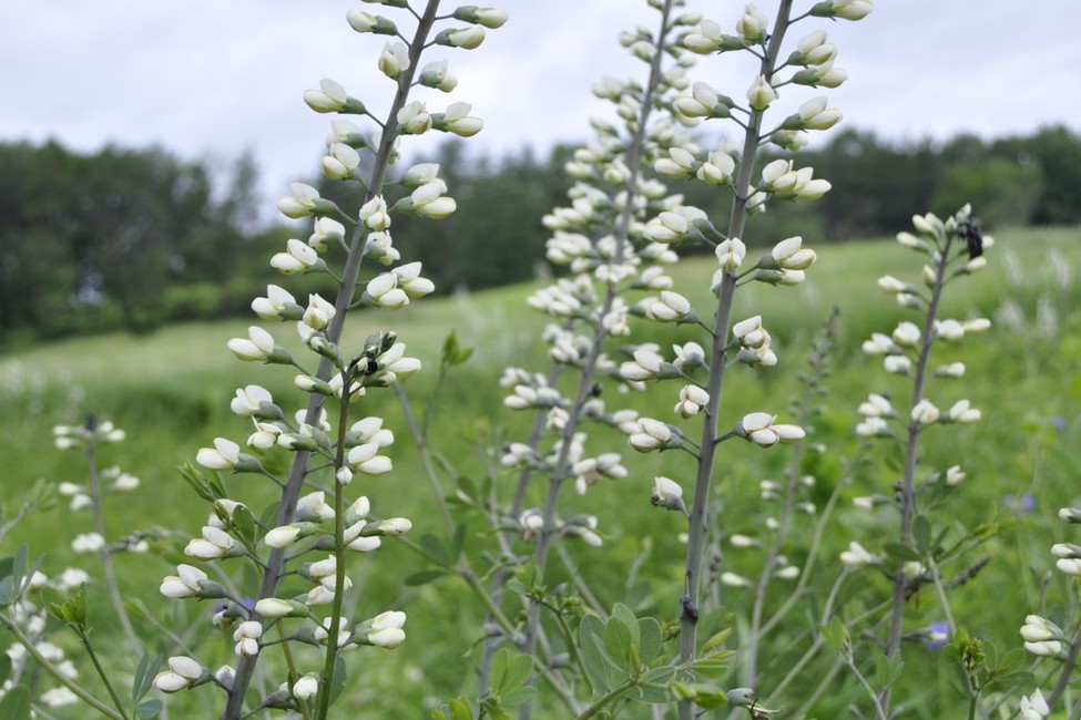 White wild indigo