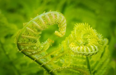 2 ferns unfolding
