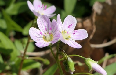 Purple spring beauty