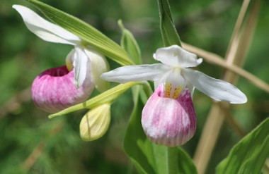 Two pink ladyslippers
