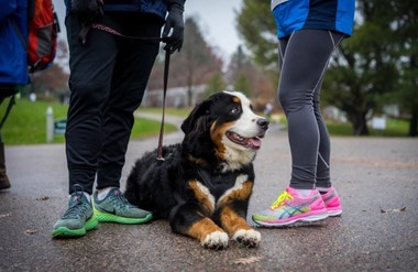 Bernese mountain dog laying by owners feet