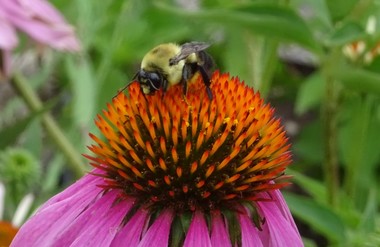 Bee sitting on a coneflower