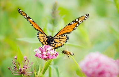 Monarch and bee on swamp milkweed