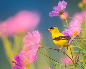 goldfinch on flowers