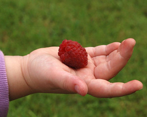 child's hand holding a raspberry