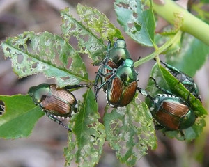 Japanese beetles damaging a plant