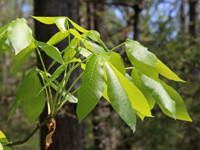 hickory tree branch and leaves