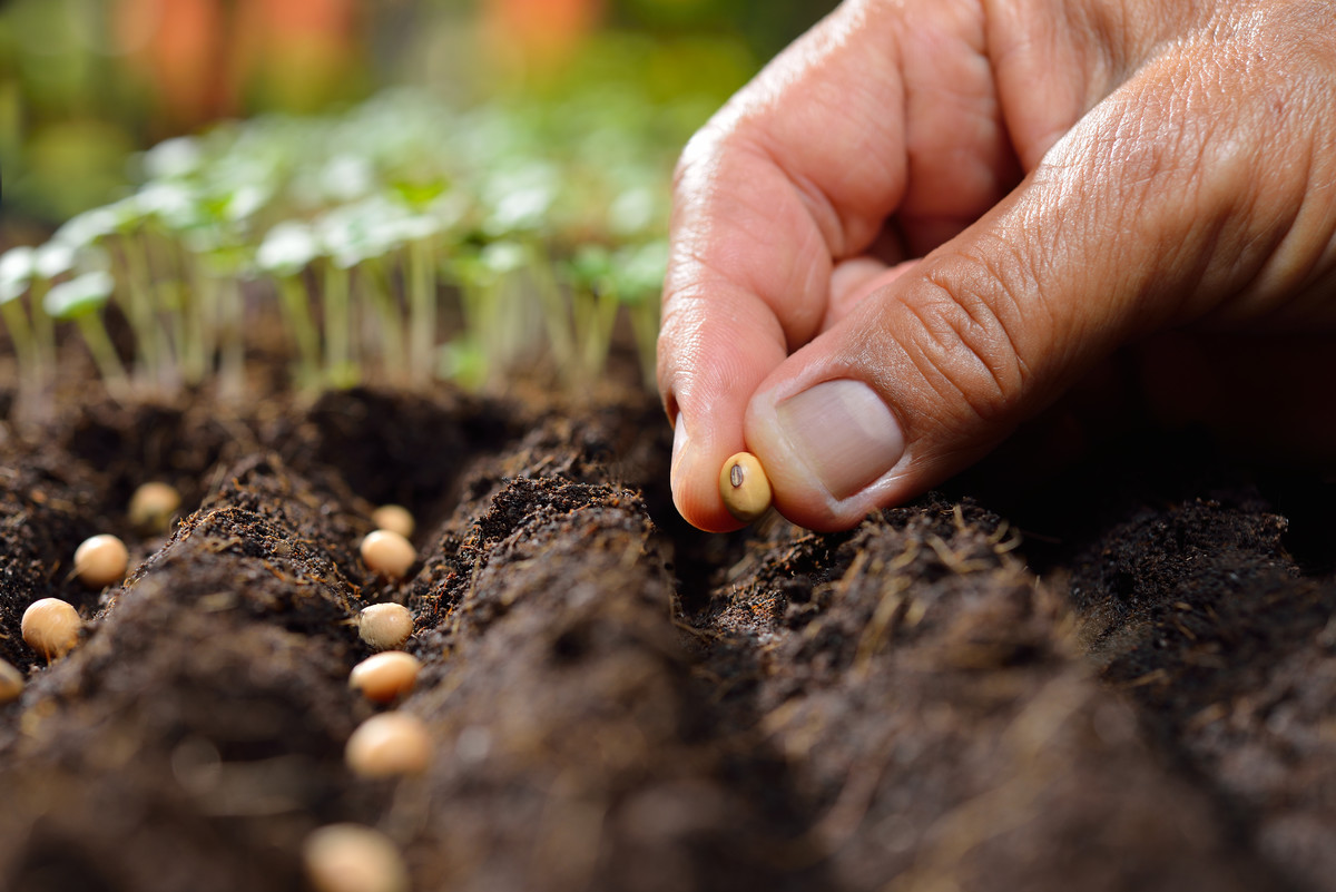 hand planting seeds in soil