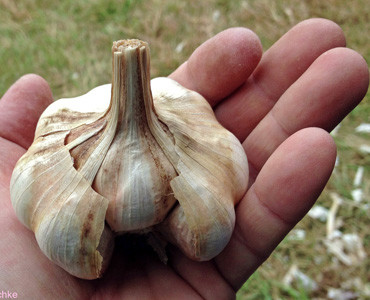 Garlic, photo by Presenter Frank Meuschke