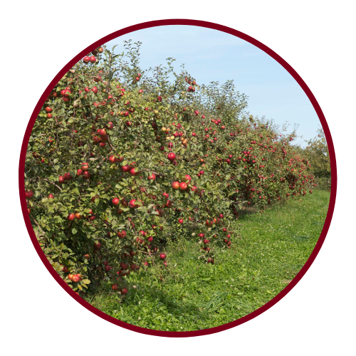 Apple trees at harvest time
