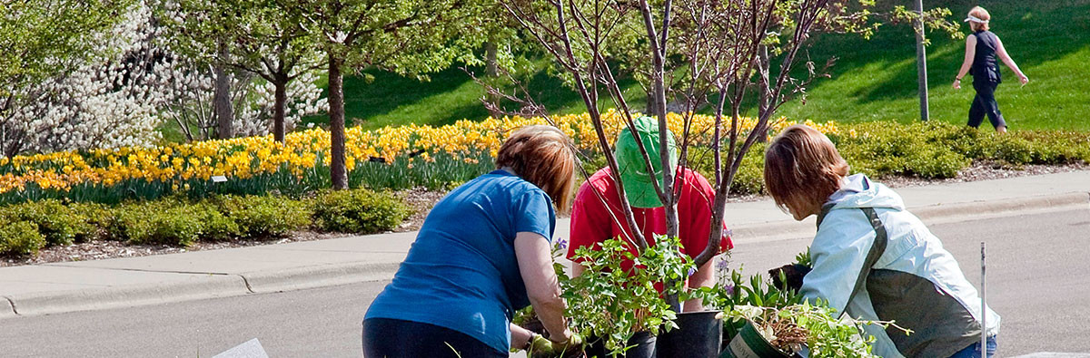 Volunteers working in the tulip gardens