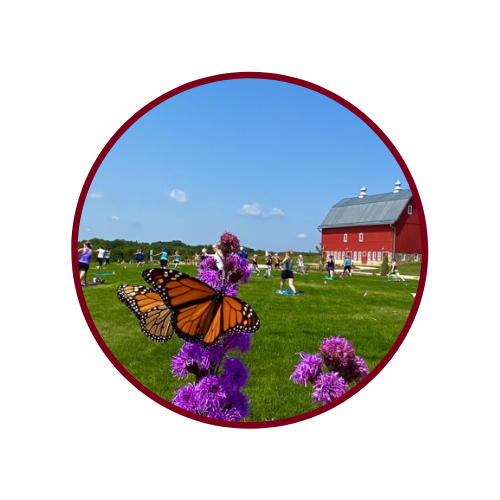 Monarch butterflies on purple flowers in front of people doing yoga on the event lawn with the red barn.